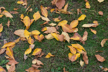 autumn leaves on the ground