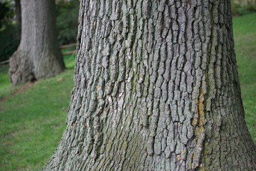 tree trunk in the park