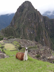 machu picchu © giovaniuba