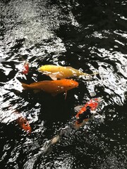fish in the water
