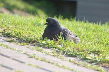 pigeon in the park