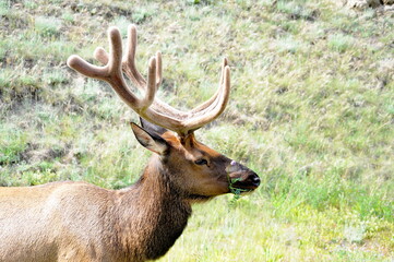 Naklejka na ściany i meble Bull Elk foraging in Jasper National Park, Alberta, Canada.