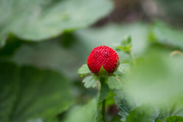 Closeup of wild strawberry in the forest