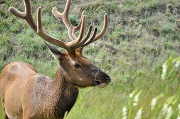 Bull Elk foraging in Jasper National Park, Alberta, Canada.