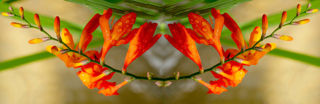 tritônia, crocosmia, estrela de fogo, crocosmia, flor, cor. Flores de crocosmia florescendo em um close-up do jardim. Crocosmia (montbretia) amarelo e laranja vívidas