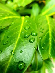 green leaf with water drops