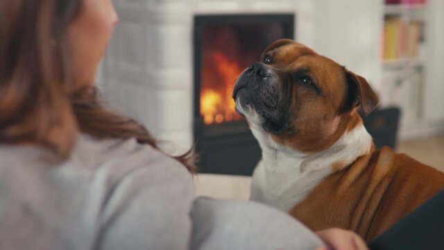 Beautiful pregnant woman with brown hair stitting in front of cosy fireplace stroking baby belly cuddle with dog shot in 4k