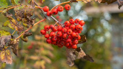 Rowan berries on a branch. Autumn harvest. Ripe red rowan berries on a tree branch.