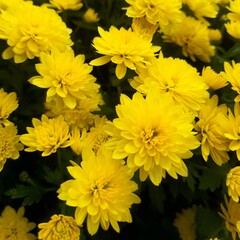 yellow chrysanthemum flowers