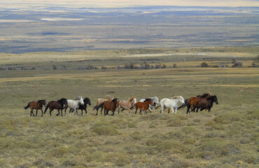 Horses and Guanacos in Chilean Patagonia