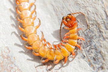 underside of a large centipede