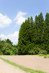 夏越し後の乾燥した畑と杉木立ち
