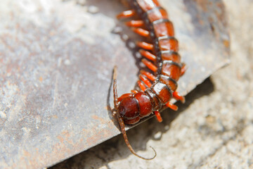 centipede in a spade