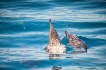 dauphins à Hawaii