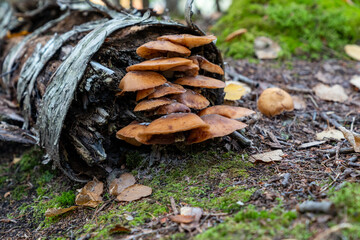 Honey Fungus mushrooms growing in the forest on a fallen birch tree, taken in Grand Portage State Park Minnesota