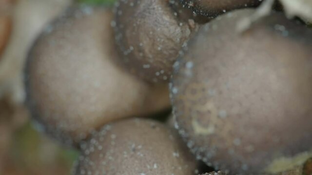 Closer look on some of the brown puffball mushroom found on the forest in Estonia
