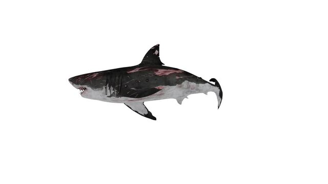 shark isolated on white