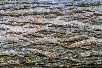 Wood rough texture of the tree trunk.