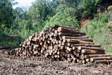 stack of wood