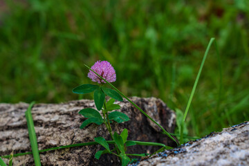 The red clover flower between the wood boulders.