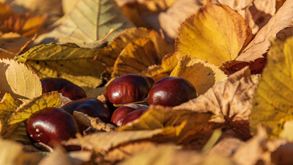 Brown chestnut fruit in yellow leaves.