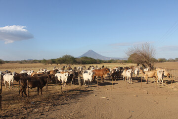 cow cattle with background landscape