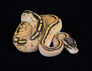 Captive Bred ball Python on Black background