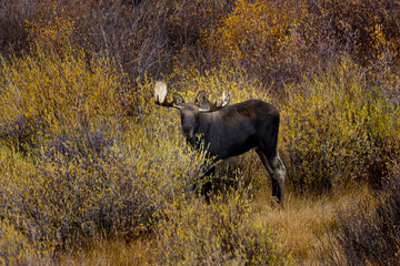 Bull Moose on the Blue River