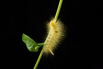 Yellow hairy caterpillar on a twig on black background.