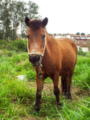 little pony grazing in the field