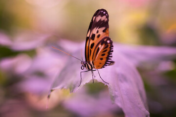 Obraz premium Butterfly