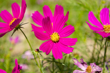Obraz premium Flower, Pink Cosmos