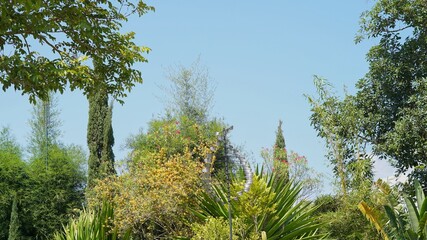 very cold view of plants and trees in the mountains