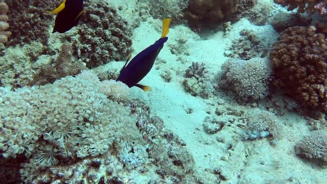 purple tang