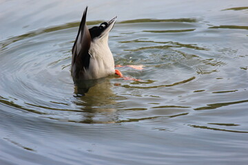 Graceful mallard duck swimming upside down in deep water with ripples