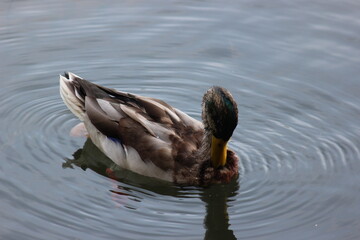 Graceful mallard duck swimming in deep water with ripples