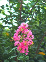庭に咲くピンクの百日紅の花