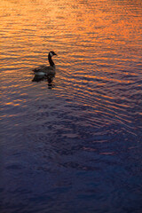 A goose on a lake