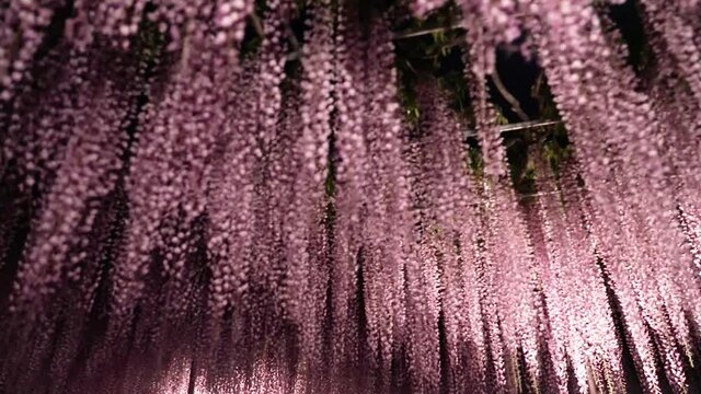  Ashikaga Flower Park