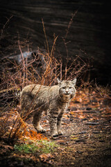 A Bobcat