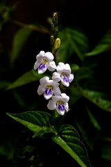 A random white flower taken with natural light during mid day. 