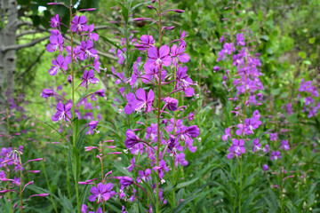 Vibrant stalks of Fireweed flowers growing in a lush green meadow near Bishop, CA in the Eastern Sierra