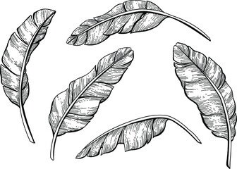 Black and white feather illustration