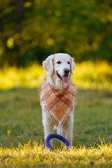 Portrait of a happy golden retriever in a checkered bandana or scarf with purple ring toy against the background of a glade of green grass flooded with the golden sun. Loyal and very kind dog breed