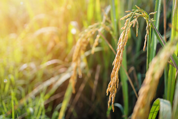 Rice grains, ears of rice, Thai rice grains in the field. Morning light. Beautiful golden rice fields. Healthy food concept.