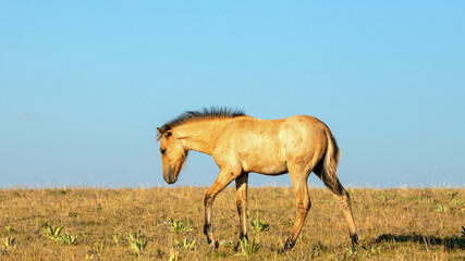 Dun colored wild Horse baby foal walking on Sykes Ridge in the Pryor Mountains Wild Horse Range on...