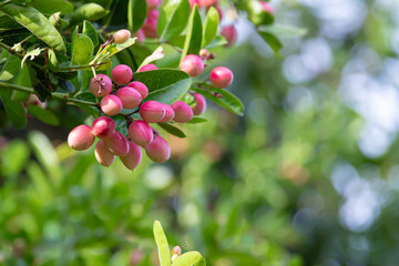 Obraz premium Close-up fresh mango yawn lime booing or Bengal currant, Christ thorn or carunda or karonda sour fruit in Thailand.