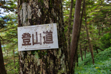 山林の木に括りつけられた登山道表記