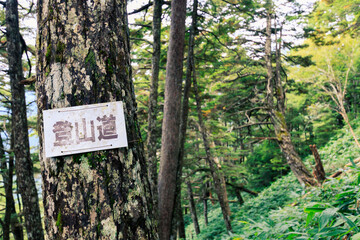 山林の木に括りつけられた登山道表記