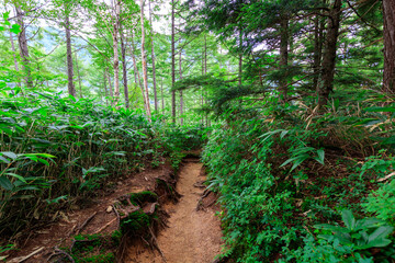 狭い溝状の登山道